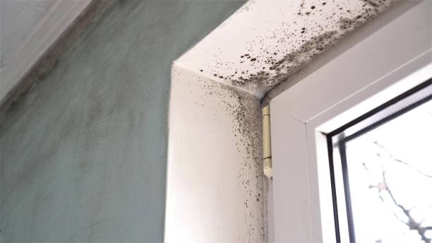 Best HVAC Mold Inspection and Cleaning  in West Terre Haute, IN