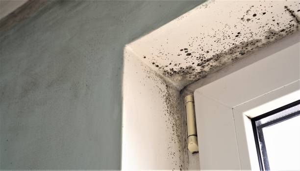 Best Air Quality Testing for Mold Spores  in West Terre Haute, IN