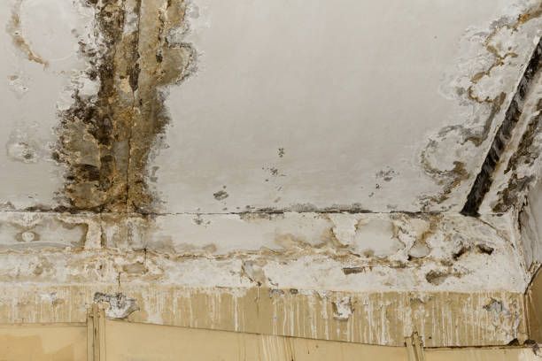 Best Comprehensive Air Testing for Mold Contaminants  in West Terre Haute, IN