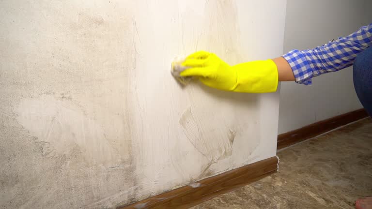 Mold Remediation for Rental Properties in West Terre Haute, IN