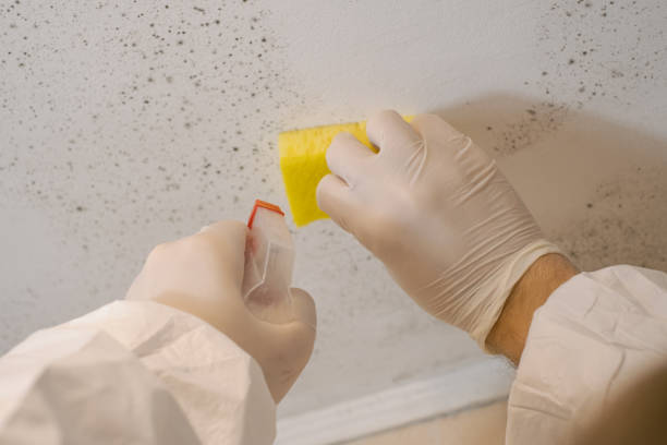 West Terre Haute, IN Mold Removal Company