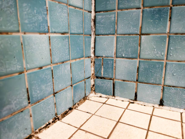 Best Black Mold Removal  in West Terre Haute, IN