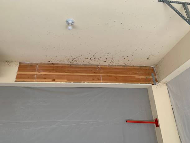 Environmental Consulting for Mold Prevention in West Terre Haute, IN