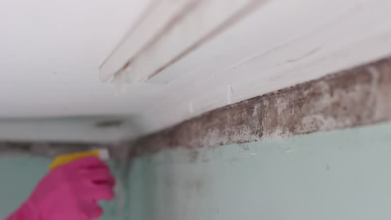 Best Mold Removal for HVAC Installations  in West Terre Haute, IN