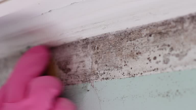 Best Mold-Related Health Consultation  in West Terre Haute, IN